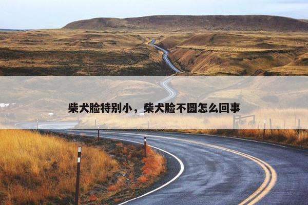 柴犬脸特别小,柴犬脸不圆怎么回事 柴犬脸特别小,柴犬脸不圆怎么回事