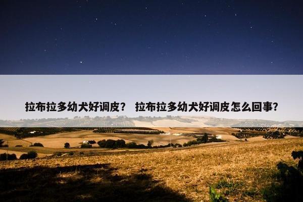 拉布拉多幼犬好调皮？ 拉布拉多幼犬好调皮怎么回事？