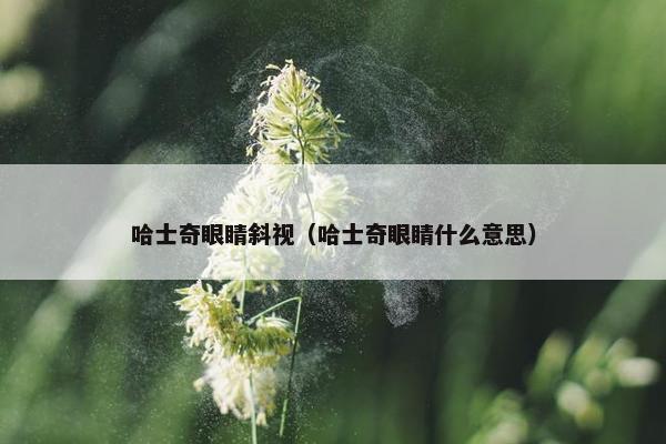 哈士奇眼睛斜视(哈士奇眼睛什么意思) 哈士奇眼睛斜视(哈士奇眼睛什么意思)