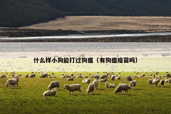 什么样小狗能打过狗瘟(有狗瘟疫苗吗) 什么样小狗能打过狗瘟(有狗瘟疫苗吗)