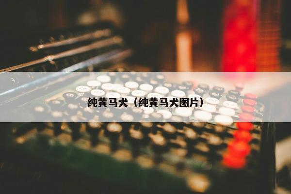 纯黄马犬(纯黄马犬图片) 纯黄马犬(纯黄马犬图片)