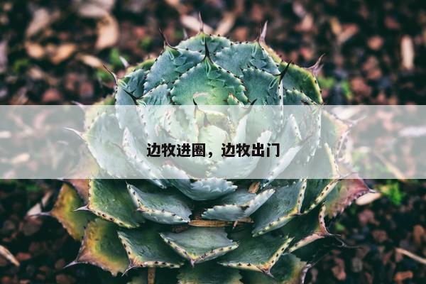 边牧进圈,边牧出门 边牧进圈,边牧出门