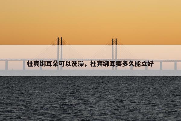 杜宾绑耳朵可以洗澡,杜宾绑耳要多久能立好 杜宾绑耳朵可以洗澡,杜宾绑耳要多久能立好