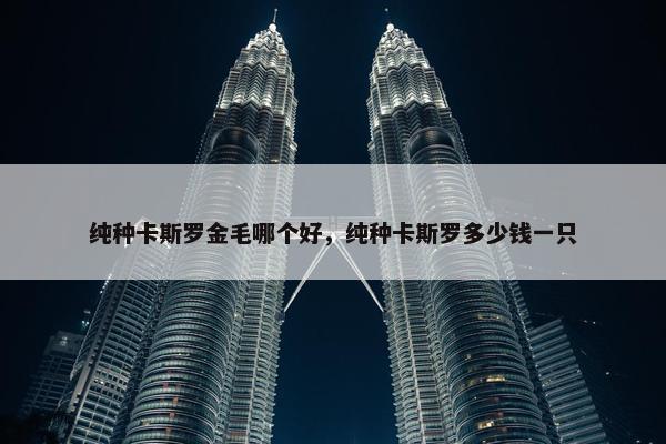 纯种卡斯罗金毛哪个好,纯种卡斯罗多少钱一只 纯种卡斯罗金毛哪个好,纯种卡斯罗多少钱一只