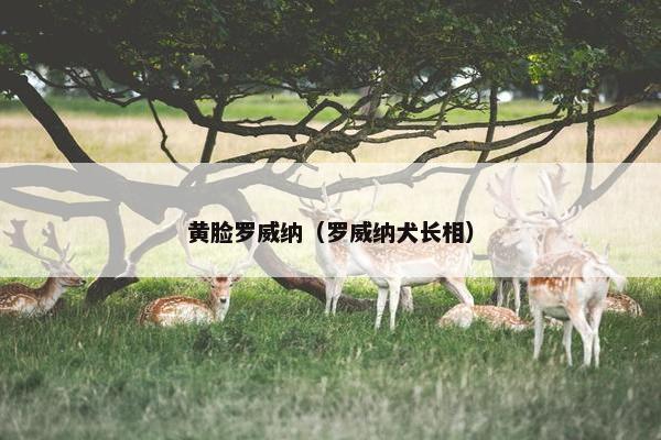 黄脸罗威纳（罗威纳犬长相）