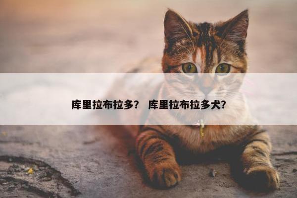 库里拉布拉多？ 库里拉布拉多犬？