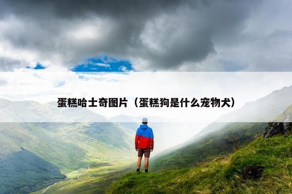 蛋糕哈士奇图片（蛋糕狗是什么宠物犬）