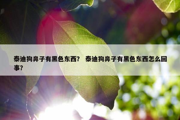 泰迪狗鼻子有黑色东西？ 泰迪狗鼻子有黑色东西怎么回事？
