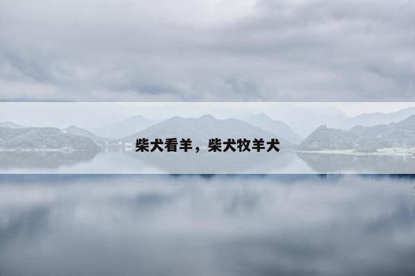 柴犬看羊，柴犬牧羊犬