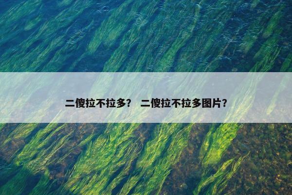二傻拉不拉多？ 二傻拉不拉多图片？