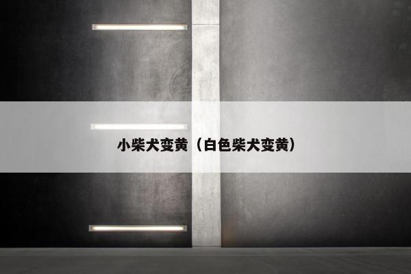 小柴犬变黄（白色柴犬变黄）