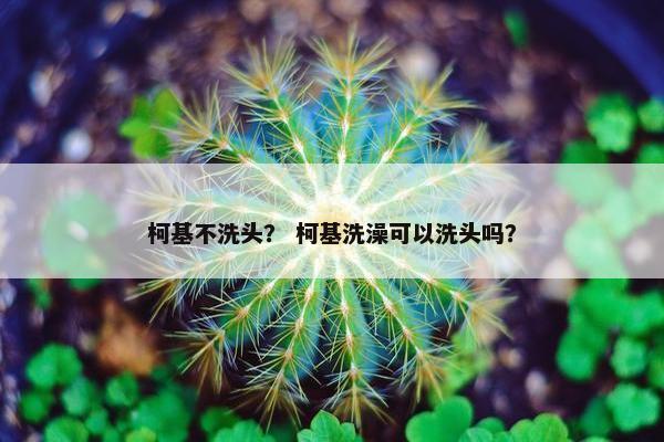 柯基不洗头？ 柯基洗澡可以洗头吗？