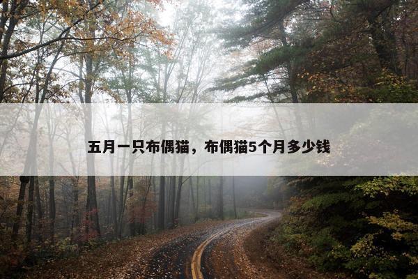 五月一只布偶猫，布偶猫5个月多少钱