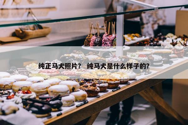 纯正马犬照片？ 纯马犬是什么样子的？