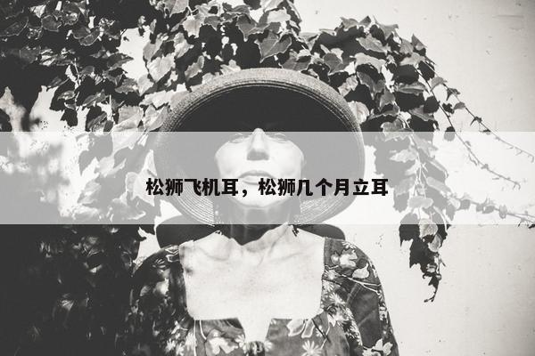 松狮飞机耳，松狮几个月立耳