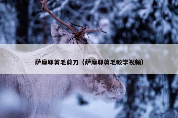 萨摩耶剪毛剪刀（萨摩耶剪毛教学视频）
