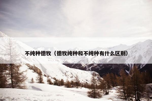 不纯种德牧（德牧纯种和不纯种有什么区别）