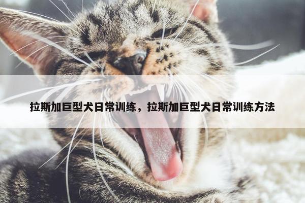 拉斯加巨型犬日常训练，拉斯加巨型犬日常训练方法