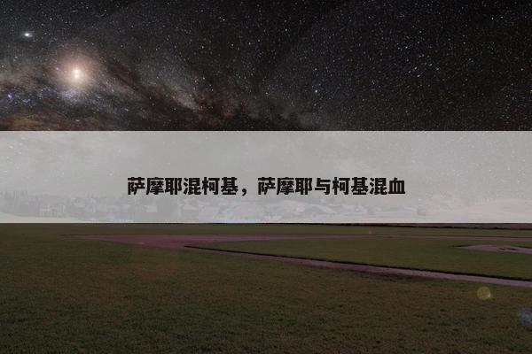萨摩耶混柯基，萨摩耶与柯基混血