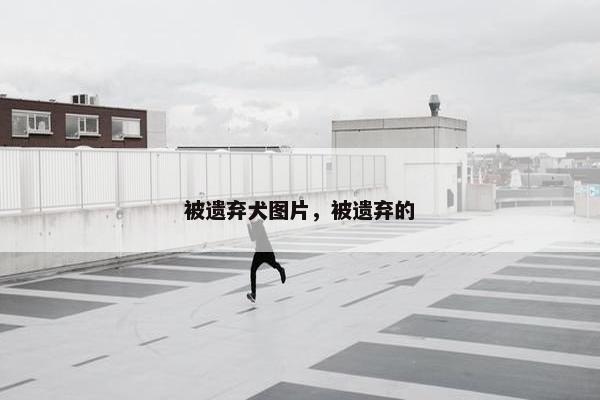 被遗弃犬图片，被遗弃的