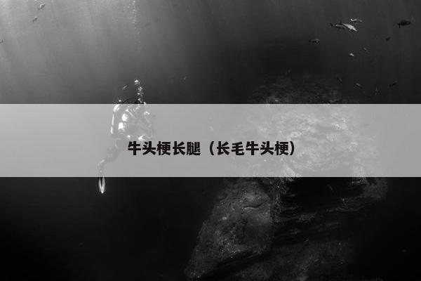 牛头梗长腿（长毛牛头梗）