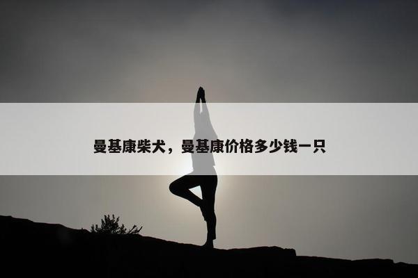 曼基康柴犬，曼基康价格多少钱一只
