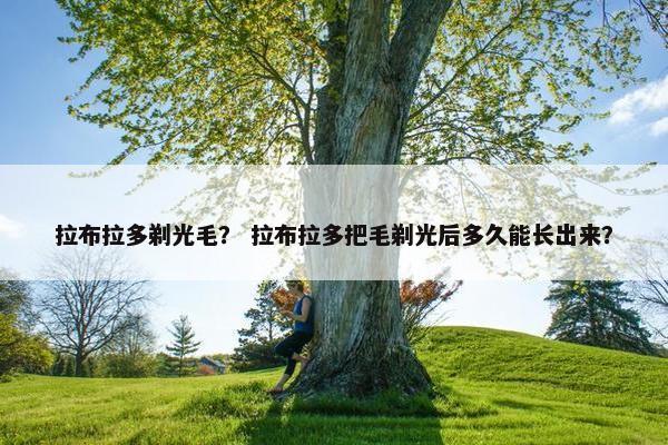 拉布拉多剃光毛？ 拉布拉多把毛剃光后多久能长出来？