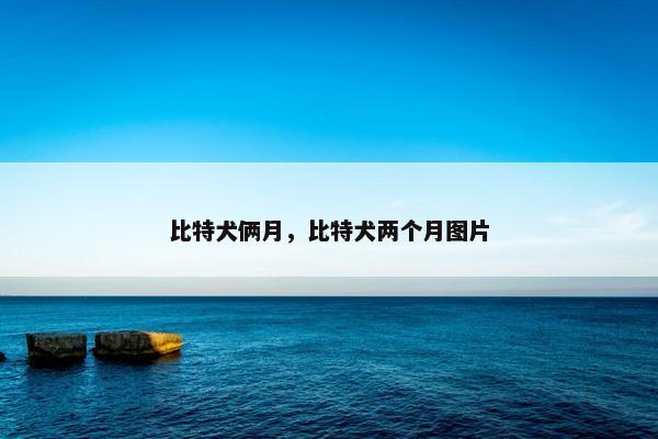 比特犬俩月，比特犬两个月图片