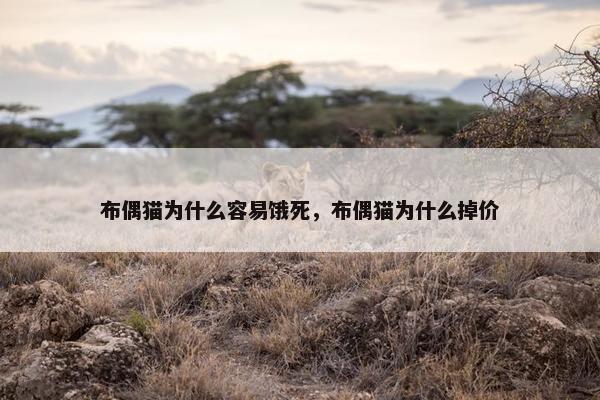布偶猫为什么容易饿死，布偶猫为什么掉价