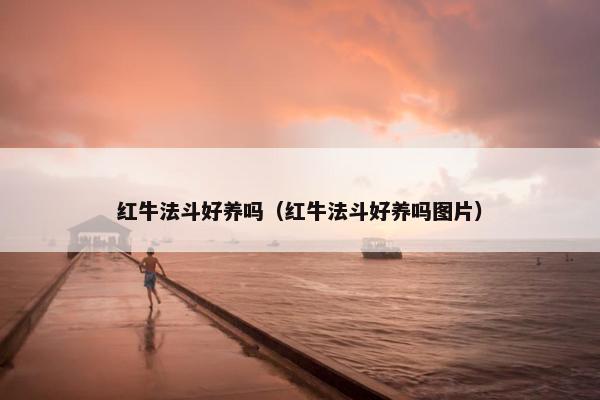 红牛法斗好养吗（红牛法斗好养吗图片）