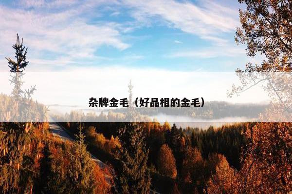 杂牌金毛（好品相的金毛）