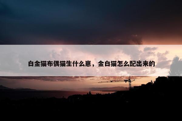 白金猫布偶猫生什么崽，金白猫怎么配出来的