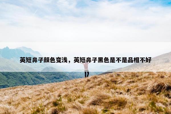 英短鼻子颜色变浅，英短鼻子黑色是不是品相不好