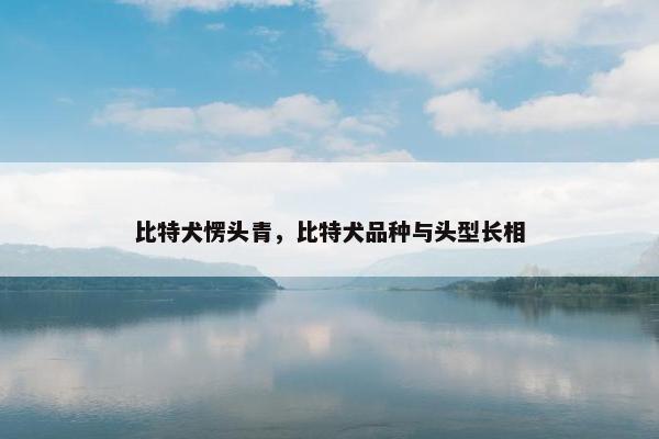 比特犬愣头青，比特犬品种与头型长相