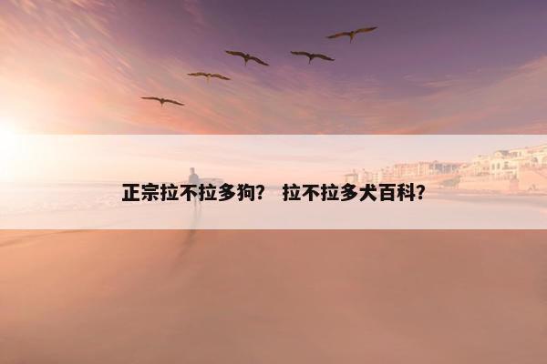 正宗拉不拉多狗？ 拉不拉多犬百科？