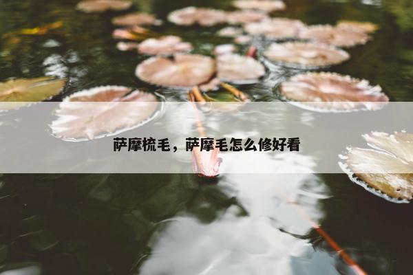 萨摩梳毛，萨摩毛怎么修好看