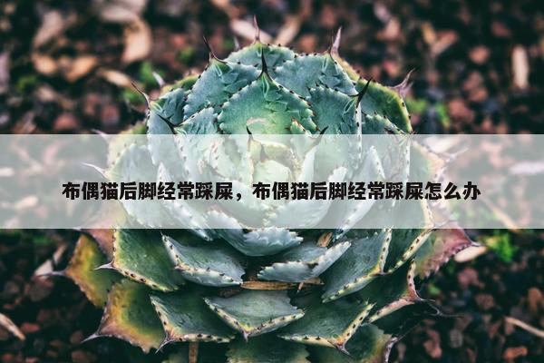 布偶猫后脚经常踩屎，布偶猫后脚经常踩屎怎么办