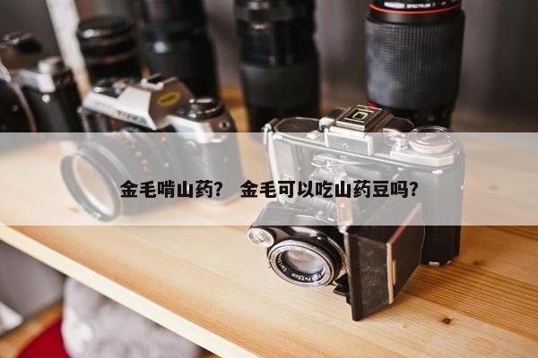 金毛啃山药？ 金毛可以吃山药豆吗？