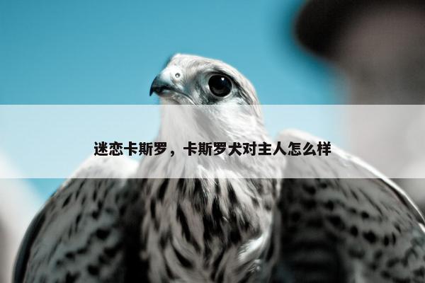 迷恋卡斯罗，卡斯罗犬对主人怎么样
