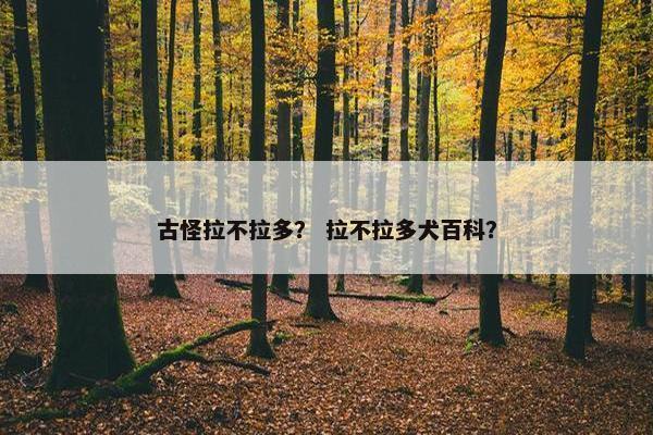 古怪拉不拉多？ 拉不拉多犬百科？