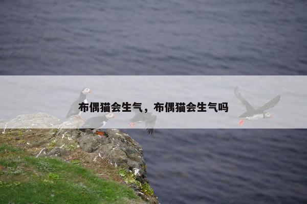 布偶猫会生气，布偶猫会生气吗