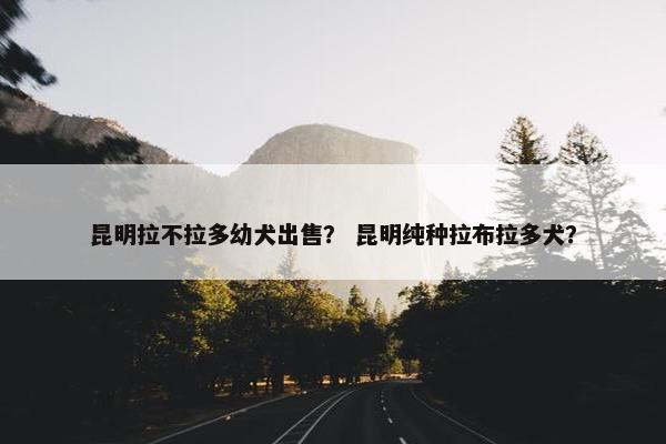 昆明拉不拉多幼犬出售？ 昆明纯种拉布拉多犬？