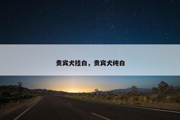 贵宾犬挂白，贵宾犬纯白