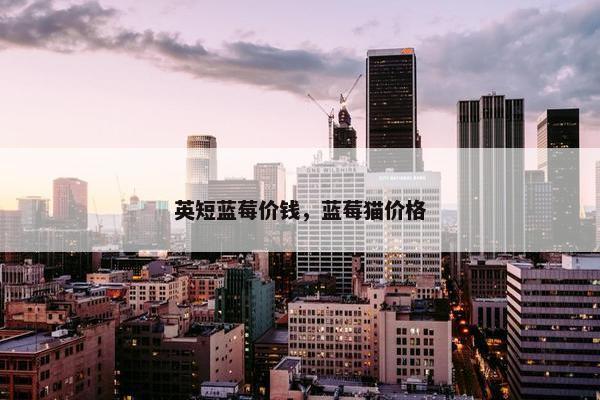 英短蓝莓价钱，蓝莓猫价格