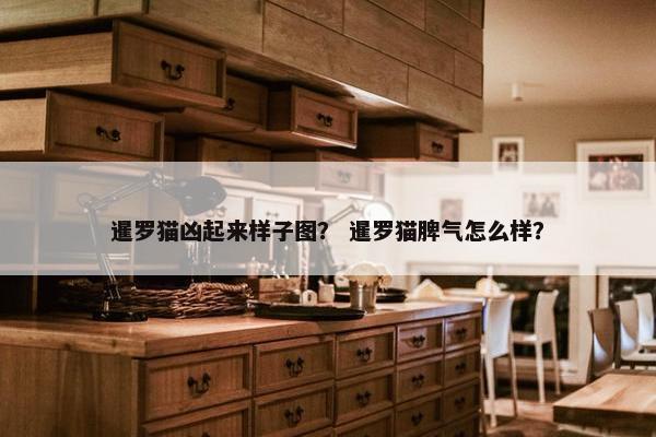 暹罗猫凶起来样子图？ 暹罗猫脾气怎么样？