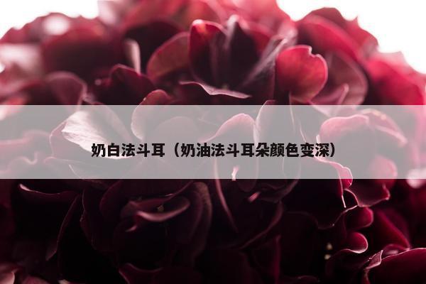 奶白法斗耳（奶油法斗耳朵颜色变深）