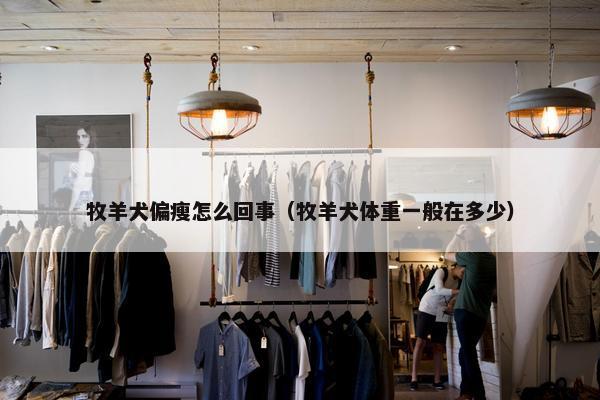 牧羊犬偏瘦怎么回事（牧羊犬体重一般在多少）