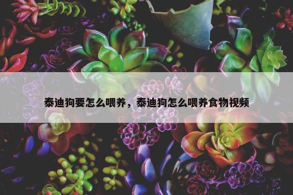 泰迪狗要怎么喂养，泰迪狗怎么喂养食物视频