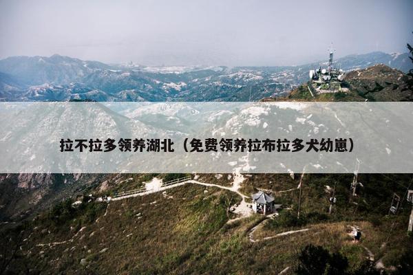 拉不拉多领养湖北（免费领养拉布拉多犬幼崽）