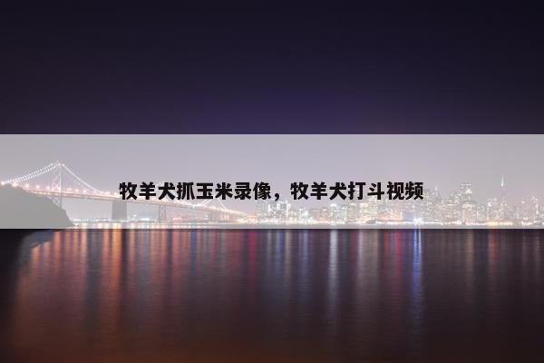 牧羊犬抓玉米录像，牧羊犬打斗视频